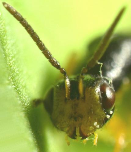 Réf. 182 617 : Megastigmus sp.
